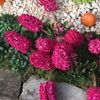 tulip24